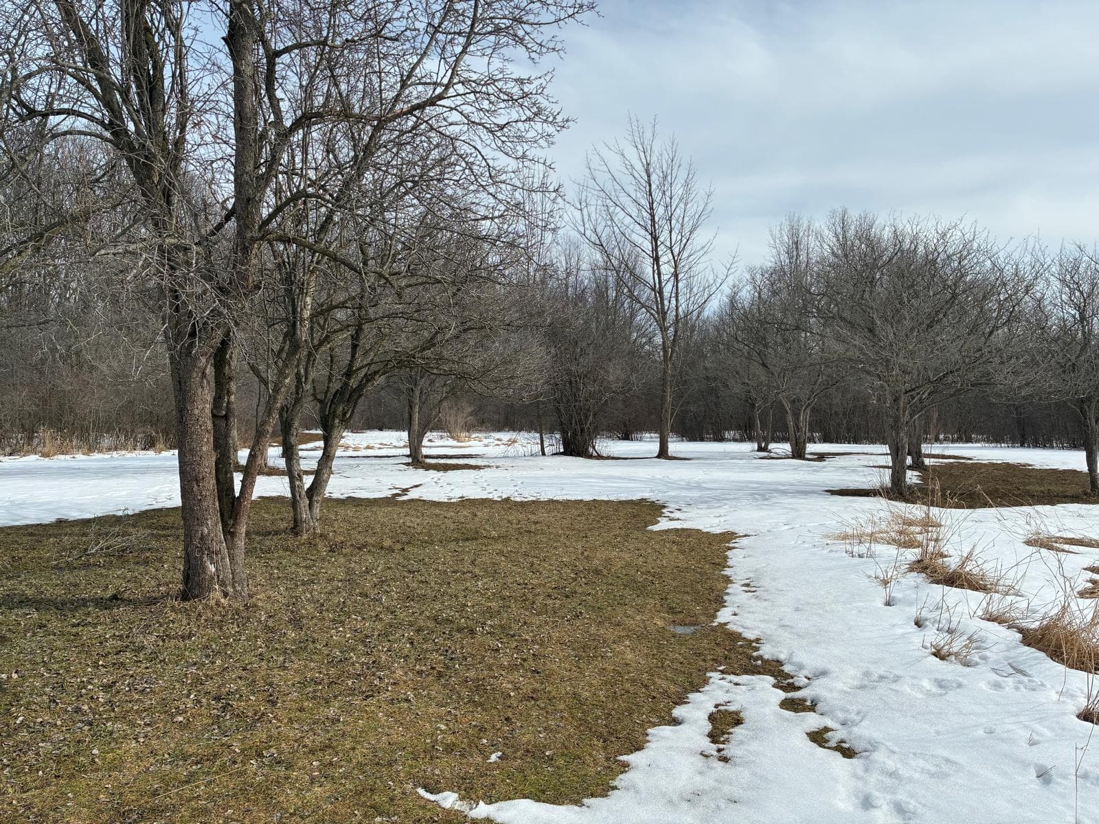 Grounds and trees on the property